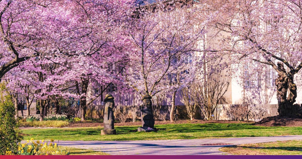 Dol Hareubang Statues under the Cherry Blossom Trees at American University
