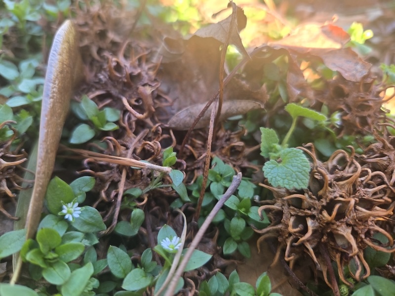 Artistic shot of plants