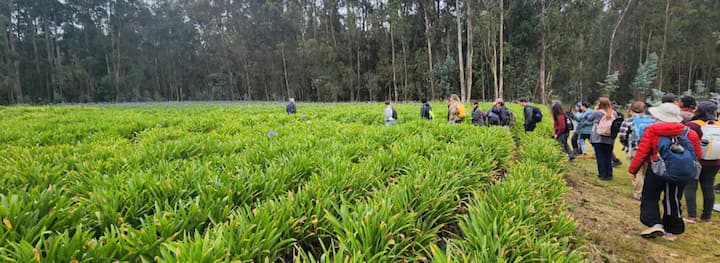 Fieldwork excursion in tropical flower farm.