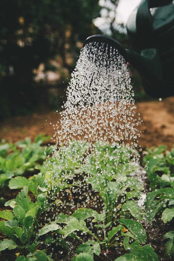 Green garden plants under shower of water droplets. Credit: Markus Spiske on Unsplash.