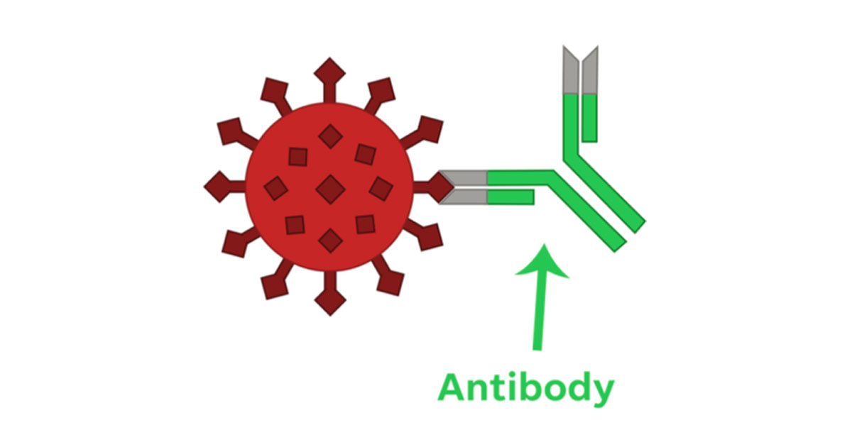 Antibody (green) can bind to virus and generate an immune response