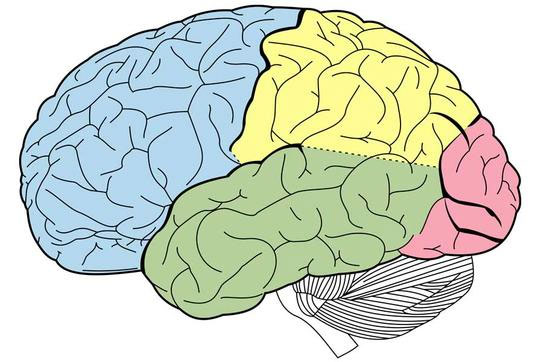 Brain regions