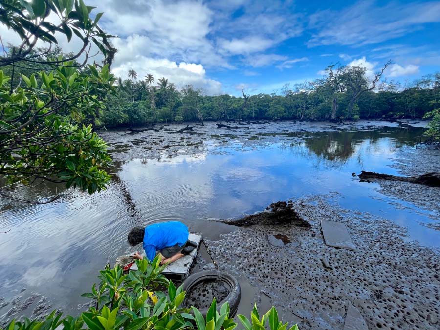 Karen Knee sampling water in a tidal creek flowing into Nu`uuli Pala Lagoon, American Samoa, at low tide. Photo by Kiho Kim. 