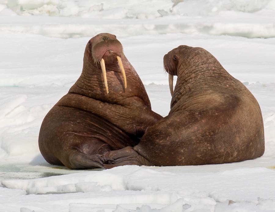 Two walruses