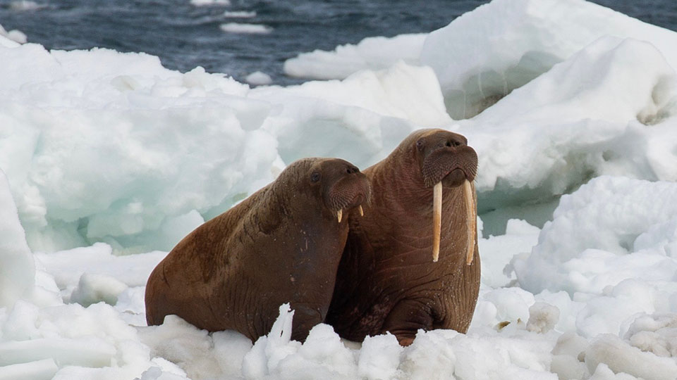 Two walruses, photo taken by Devin Johnson (USFWS) on annual walrus population research cruise last summer. 