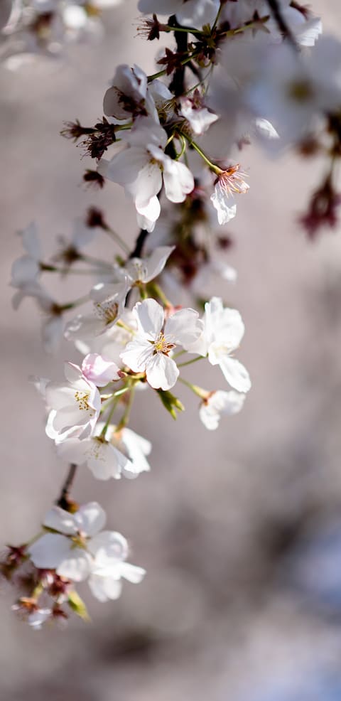 Spring blossoms on AU campus.