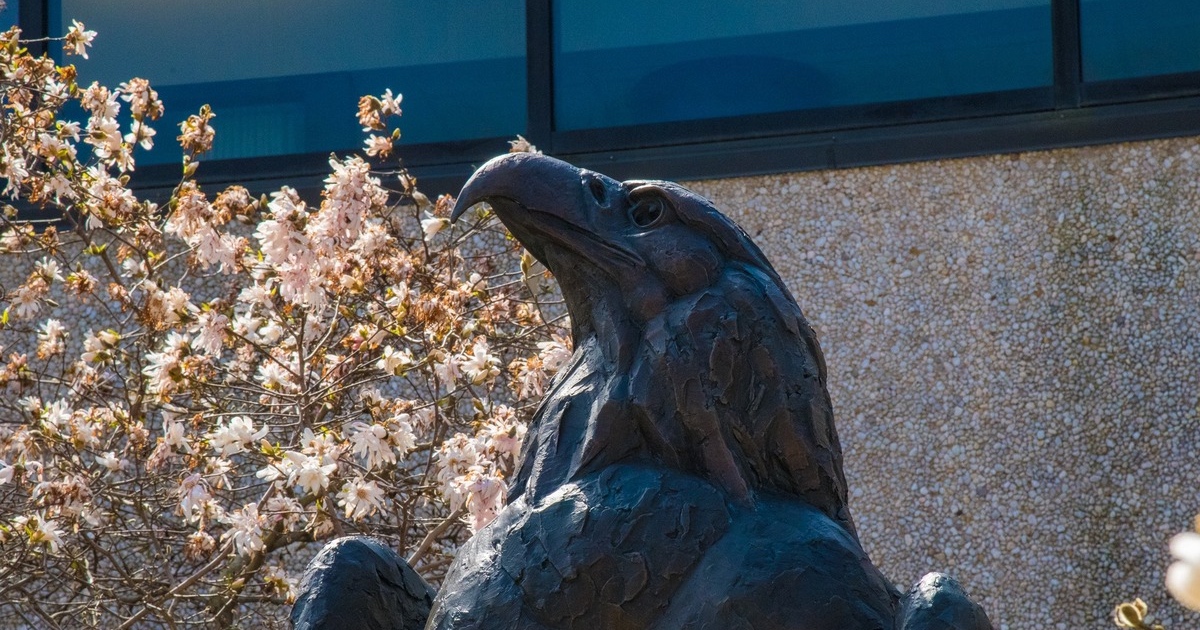 The Eagle statue on campus, framed by magnolia blossoms.