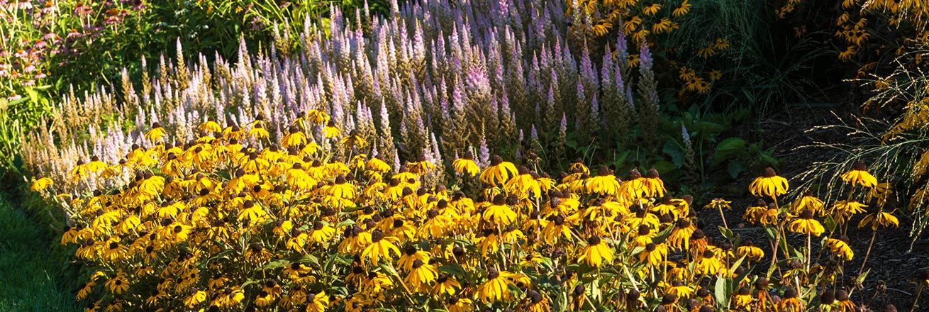 Flowers on campus