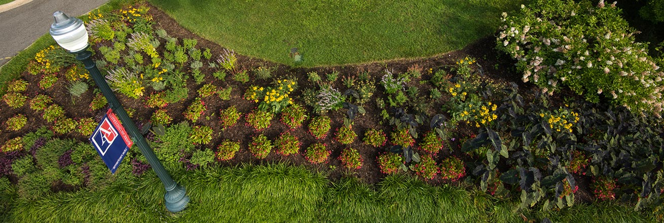 Lamp Post and Plants