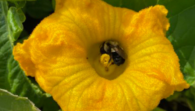 A bee pollinating a flower in AU's community garden