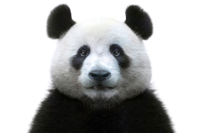 a panda bear