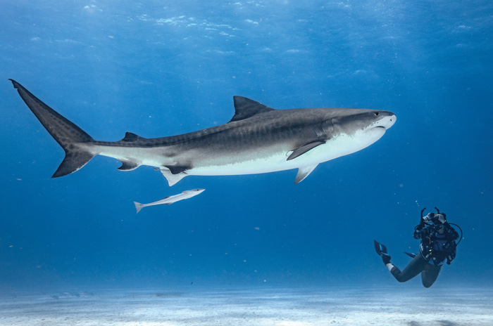 Brynne Rardin swims with a tiger shark