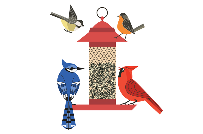 illustrated birds gathered around a feeder