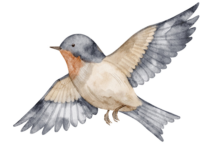 illustrated bird