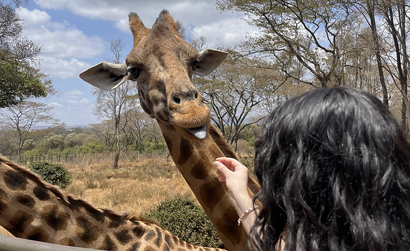 Student feeding a hungry giraffe with its tongue out.