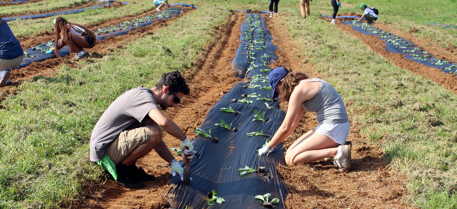 Two Earth Scholars planting rows of plants in a field on a sunny day.