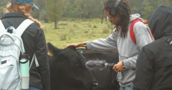 American University students at Airlie Berkshire Farm record audio and interact with a cow.