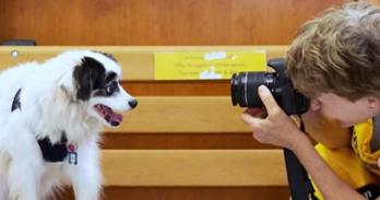 Patty Stanton photographing a senior dog