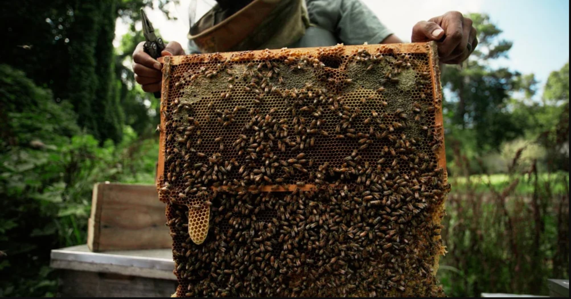 Still from The Boys and the Bees Beehive